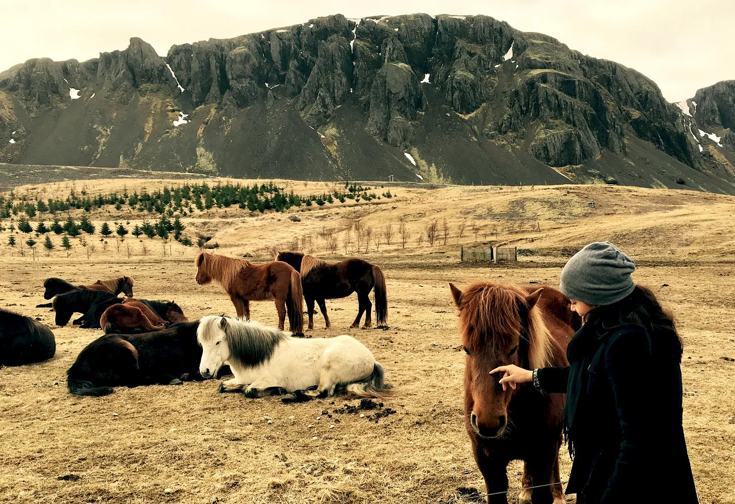 #19. Carnet de dessin : chevaux islandais 🐴 et macareux 🐦