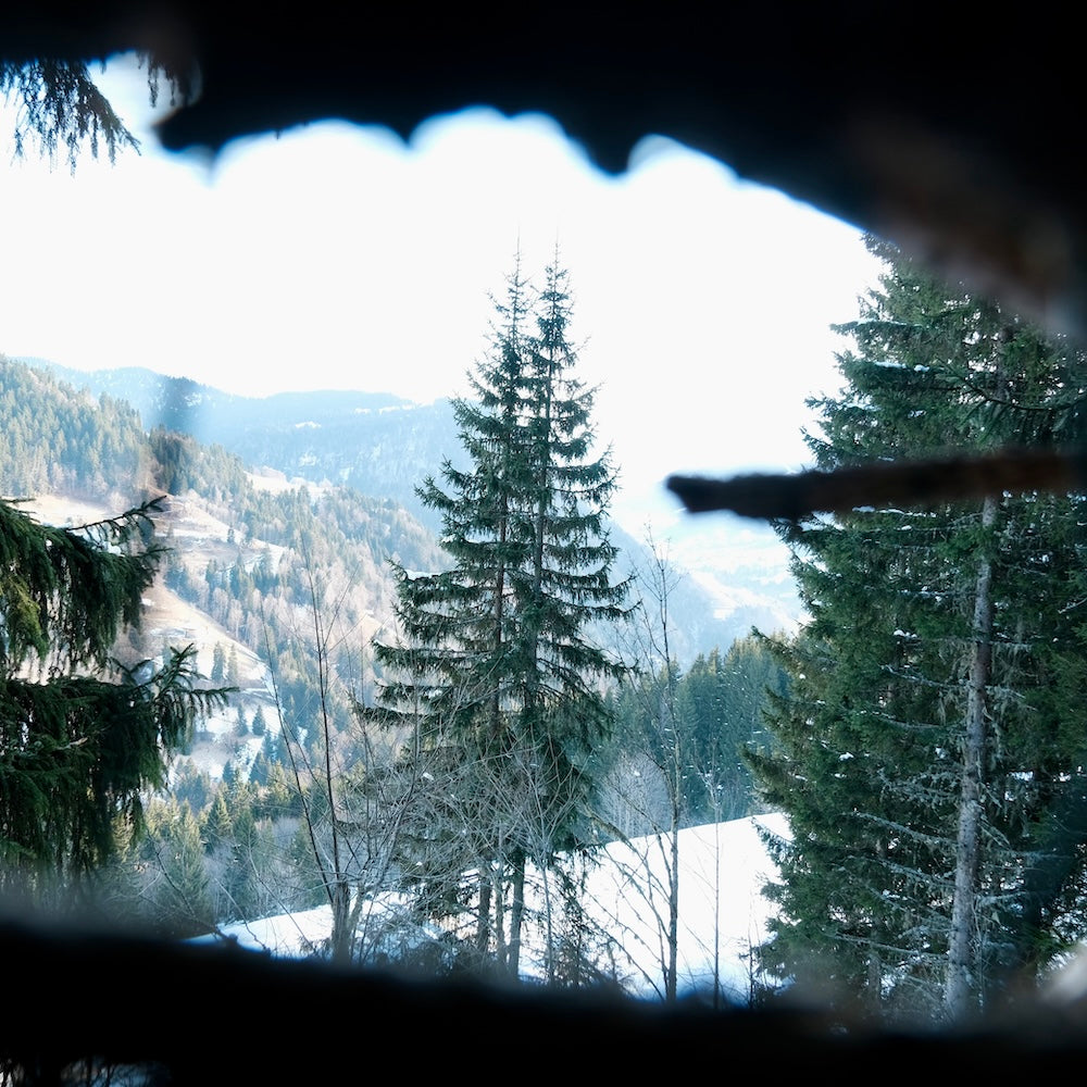 Une image contenant ciel, épicéa, mélèze, plein air