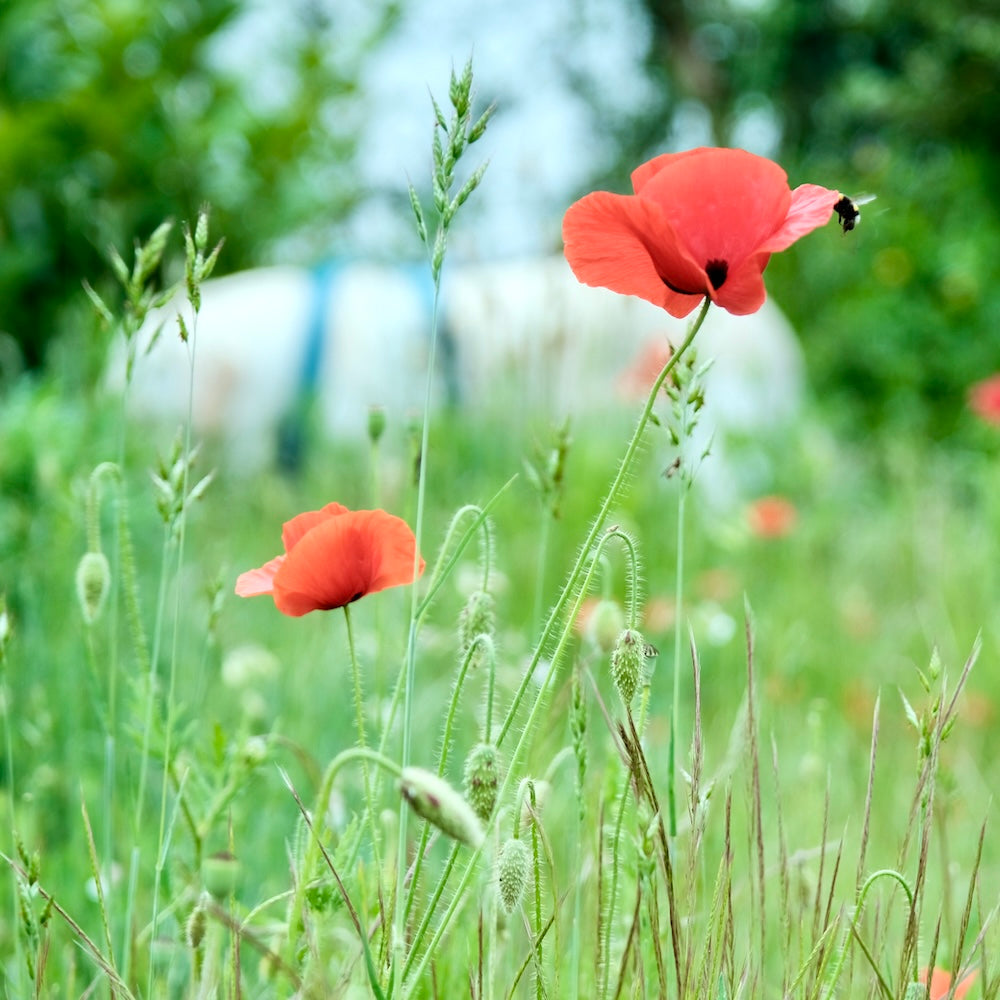 Champ de coquelicots en fleurs avec une abeille en vol, capturé dans une ambiance naturelle et lumineuse.