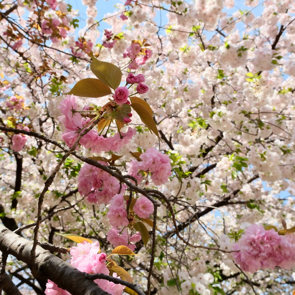Branches de cerisier en fleurs avec de délicates nuances de rose et de blanc sous un ciel bleu printanier.